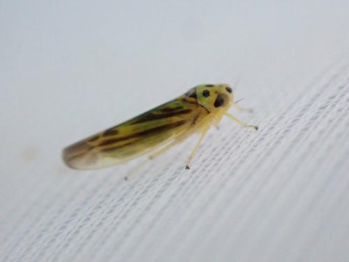 Réf. 283 751 : Eupterycyba jucunda